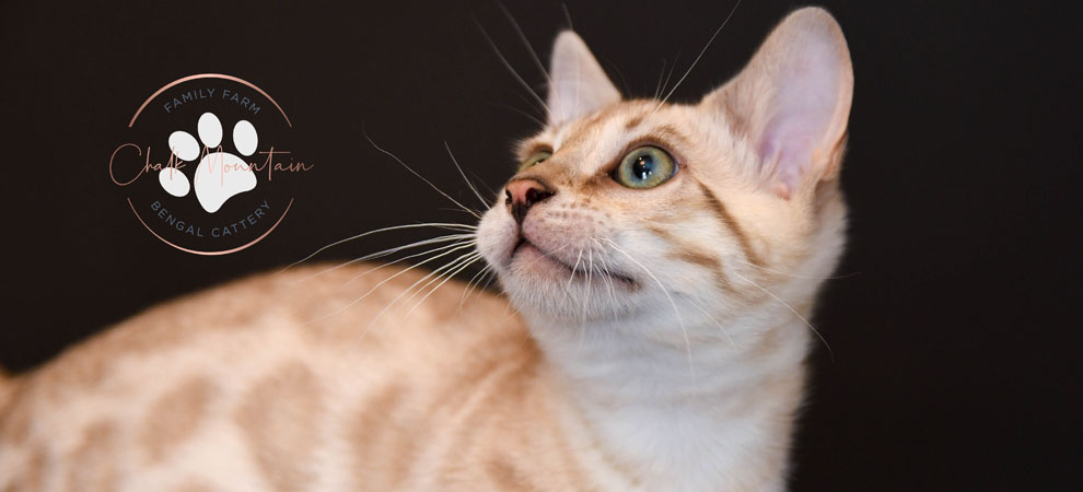 Bengal kitten for sale